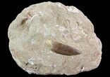 Fossil Plesiosaur (Zarafasaura) Tooth In Rock - Morocco #73606-1